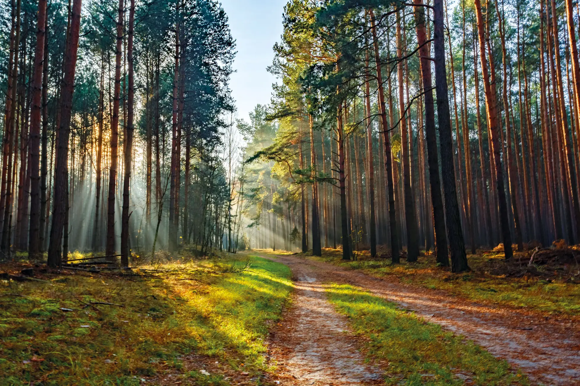 Waldlicht-MVN_9368
